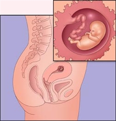 Второй месяц беременности. Развитие плода.