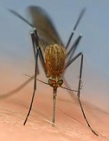 Как защитить малыша от комаров