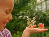 Детям о бабочках