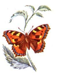 Бабочка Крапивница