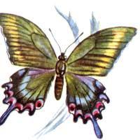 Бабочка Хвостоносец Маака